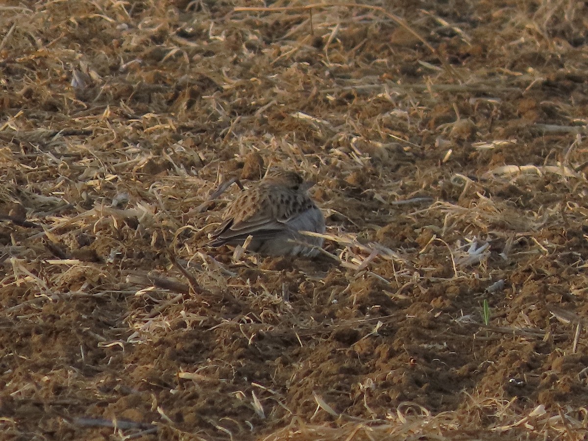 Greater Short-toed Lark - David Campbell