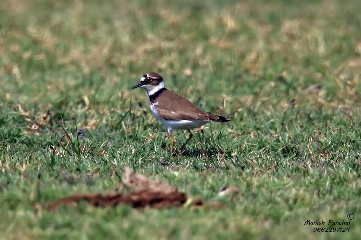 Little Ringed Plover - Manish Panchal