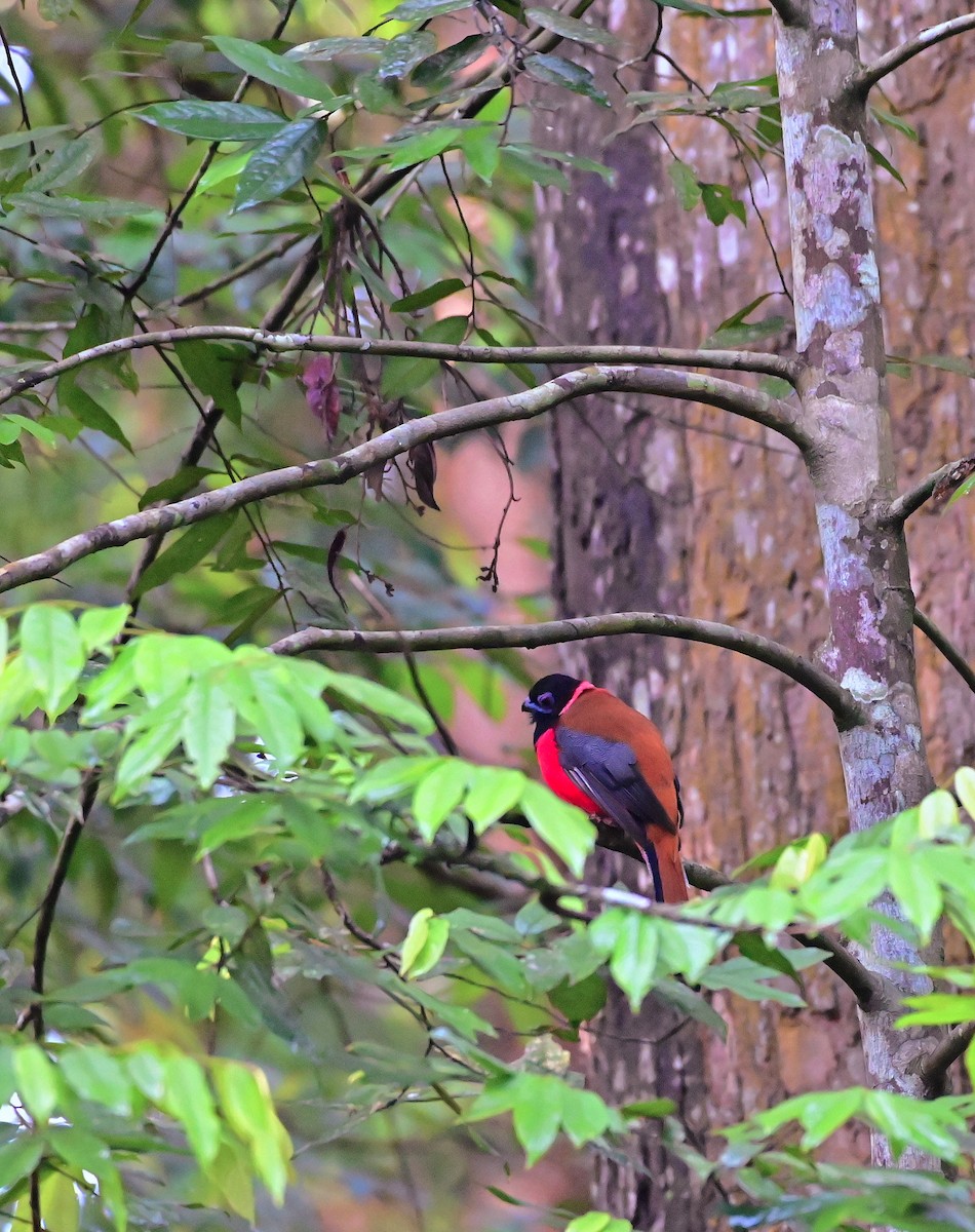 trogon obojkový - ML264502441