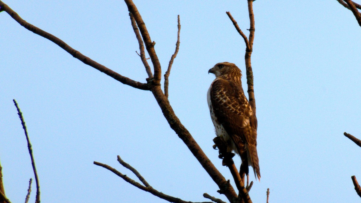 Red-tailed Hawk - ML264504081