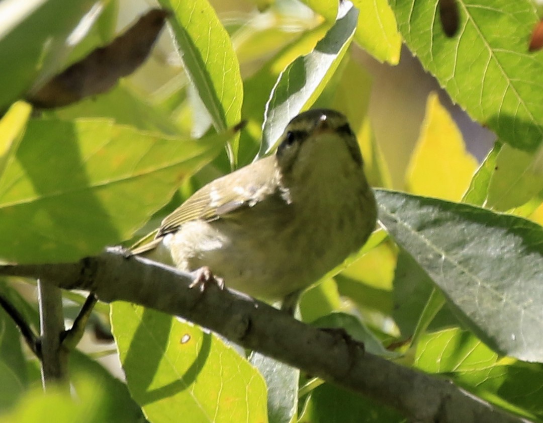 Arctic/Kamchatka Leaf Warbler - ML264504161