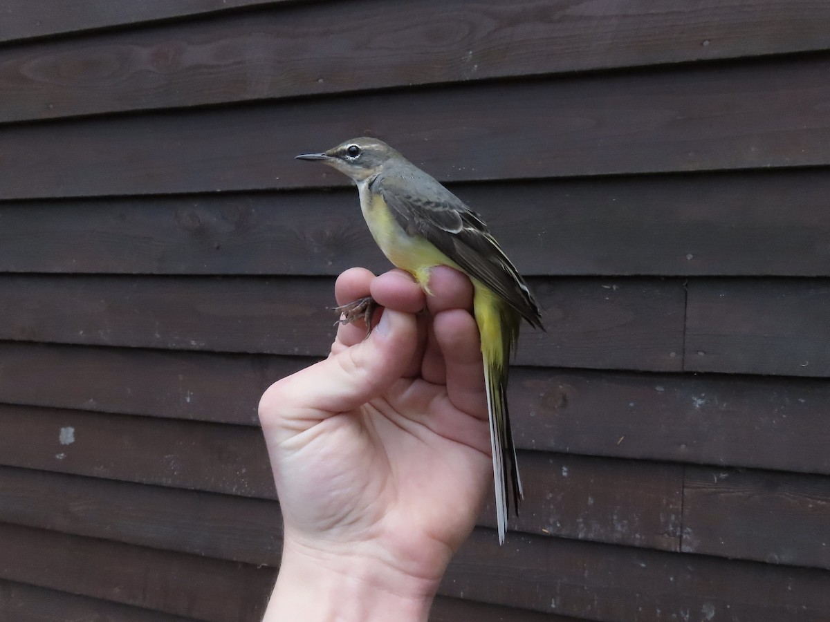 Gray Wagtail - David Campbell