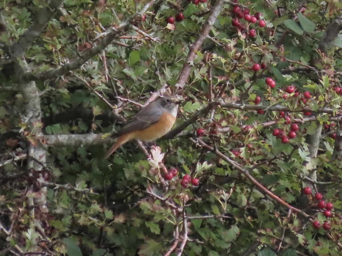 Common Redstart - David Campbell