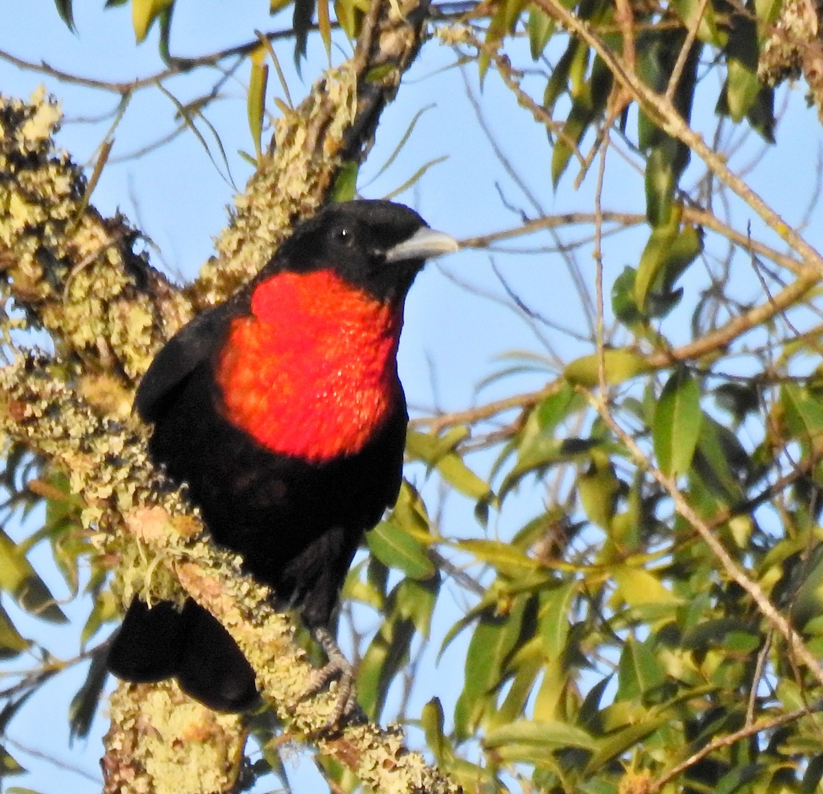 Red-ruffed Fruitcrow - ML264506021