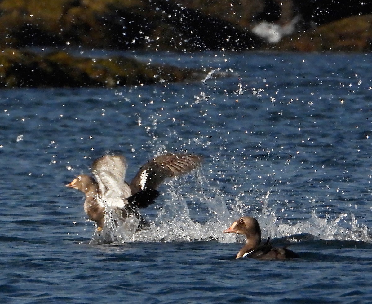 Eider à tête grise - ML264506141