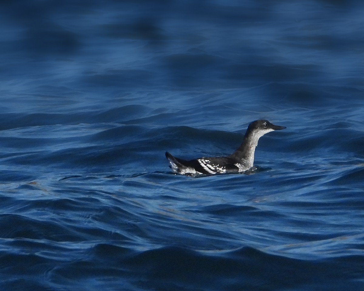 Guillemot à miroir - ML264506231