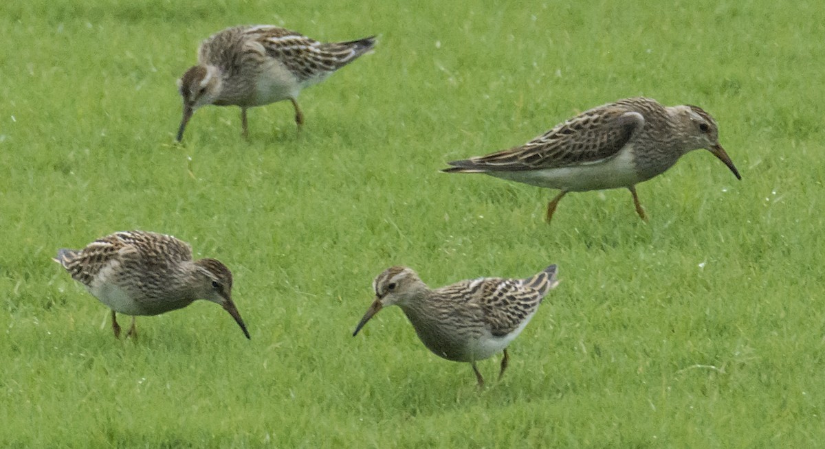 Pectoral Sandpiper - joseph mileyka