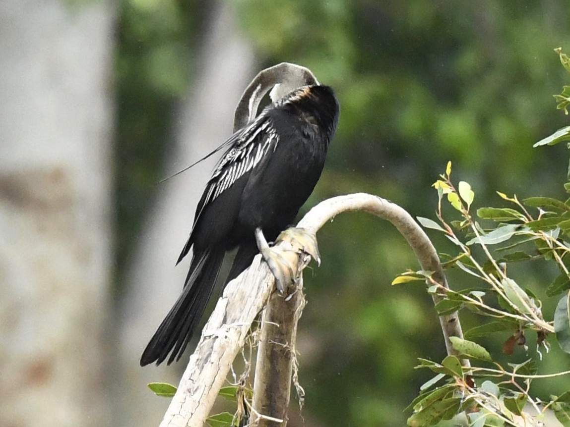 Anhinga Asiática - ML264507851