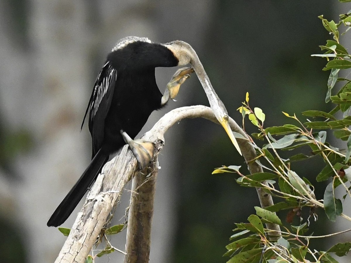 Orient-Schlangenhalsvogel - ML264507861