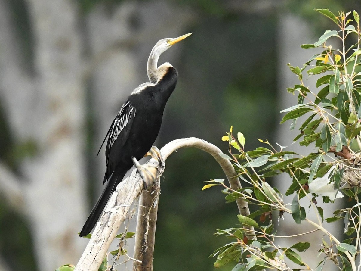 Anhinga Asiática - ML264507871