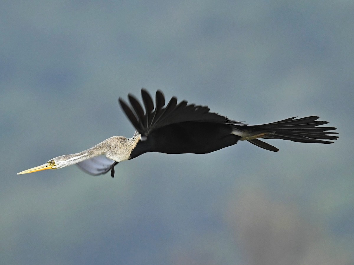 Oriental Darter - ML264507891