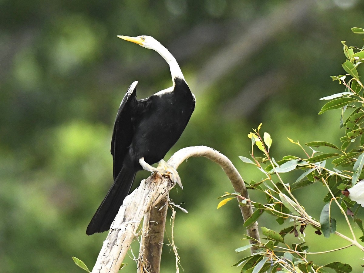 Anhinga Asiática - ML264507901