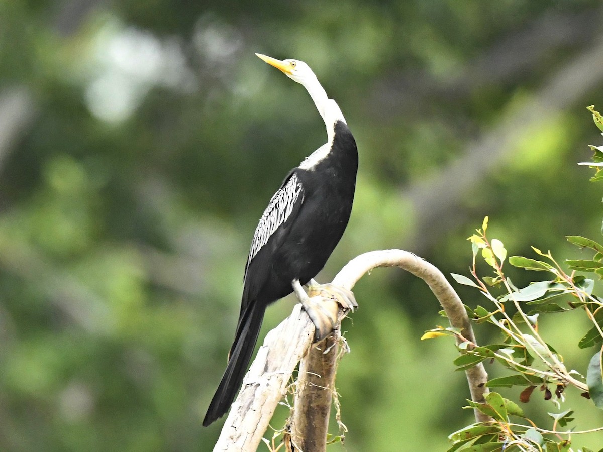 Anhinga Asiática - ML264507911