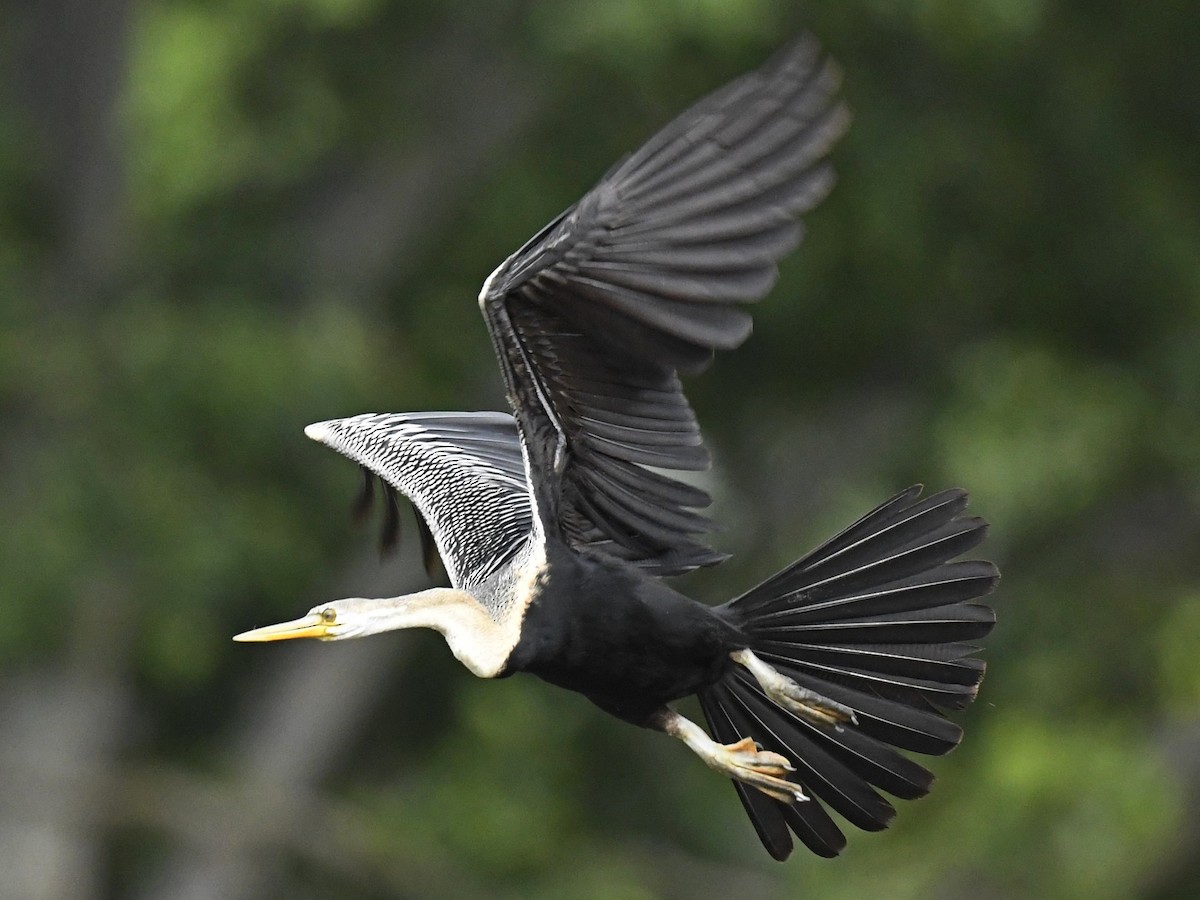 Anhinga Asiática - ML264507941