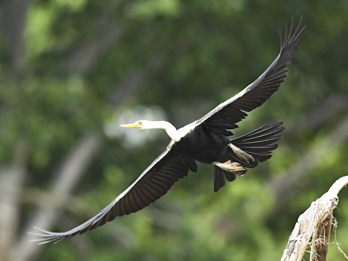 Oriental Darter - ML264507951