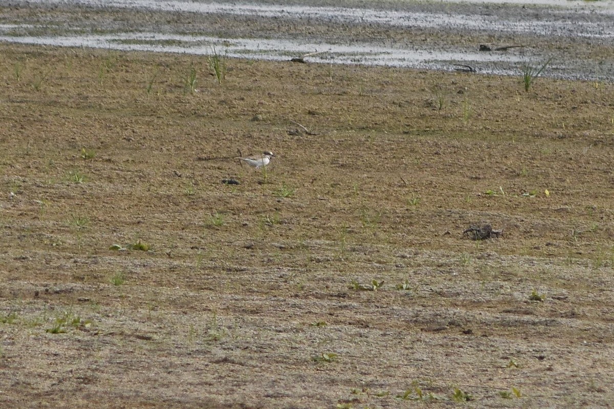 Little Ringed Plover - ML264509551