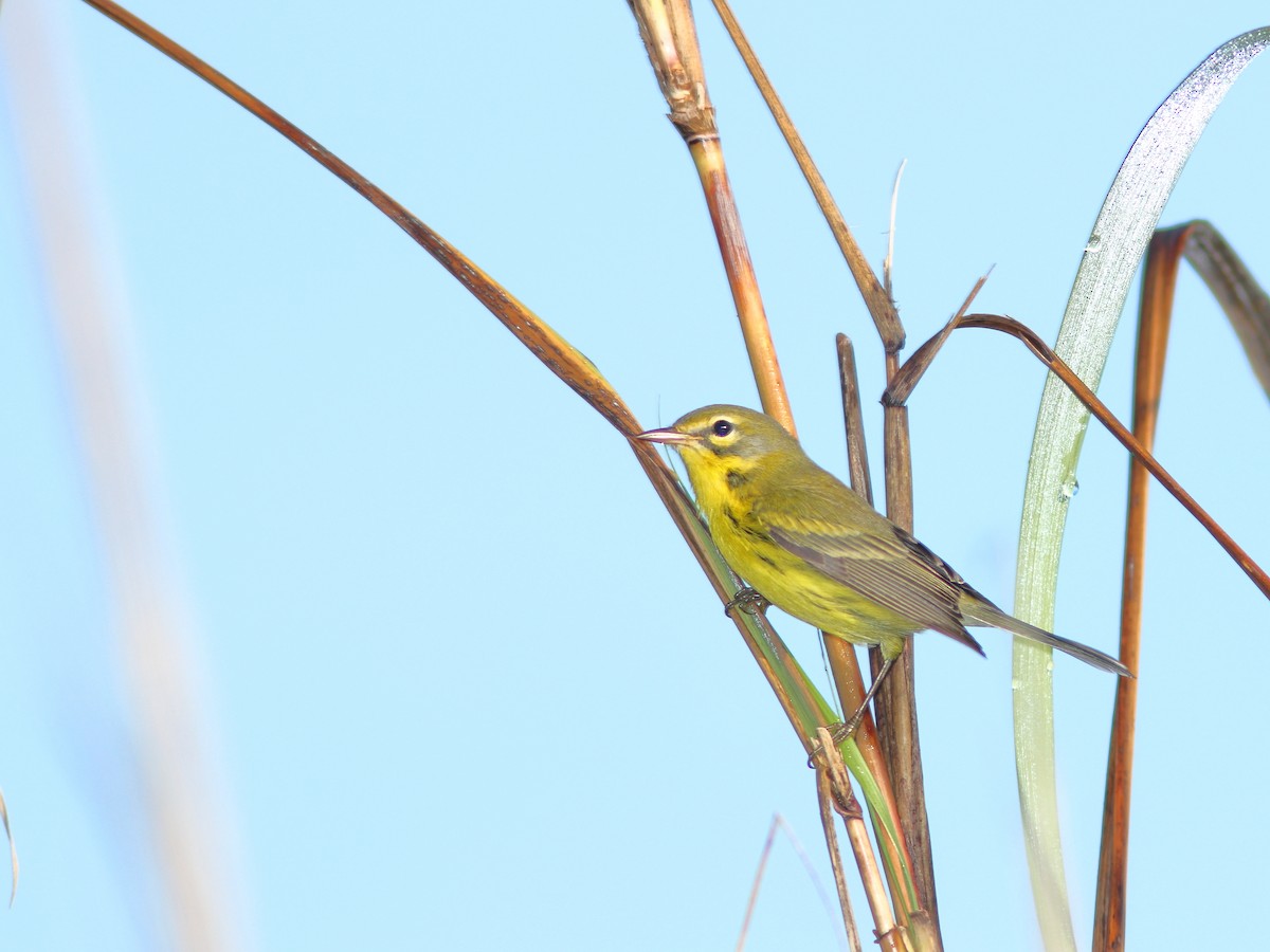 Prairie Warbler - Kenneth Schneider