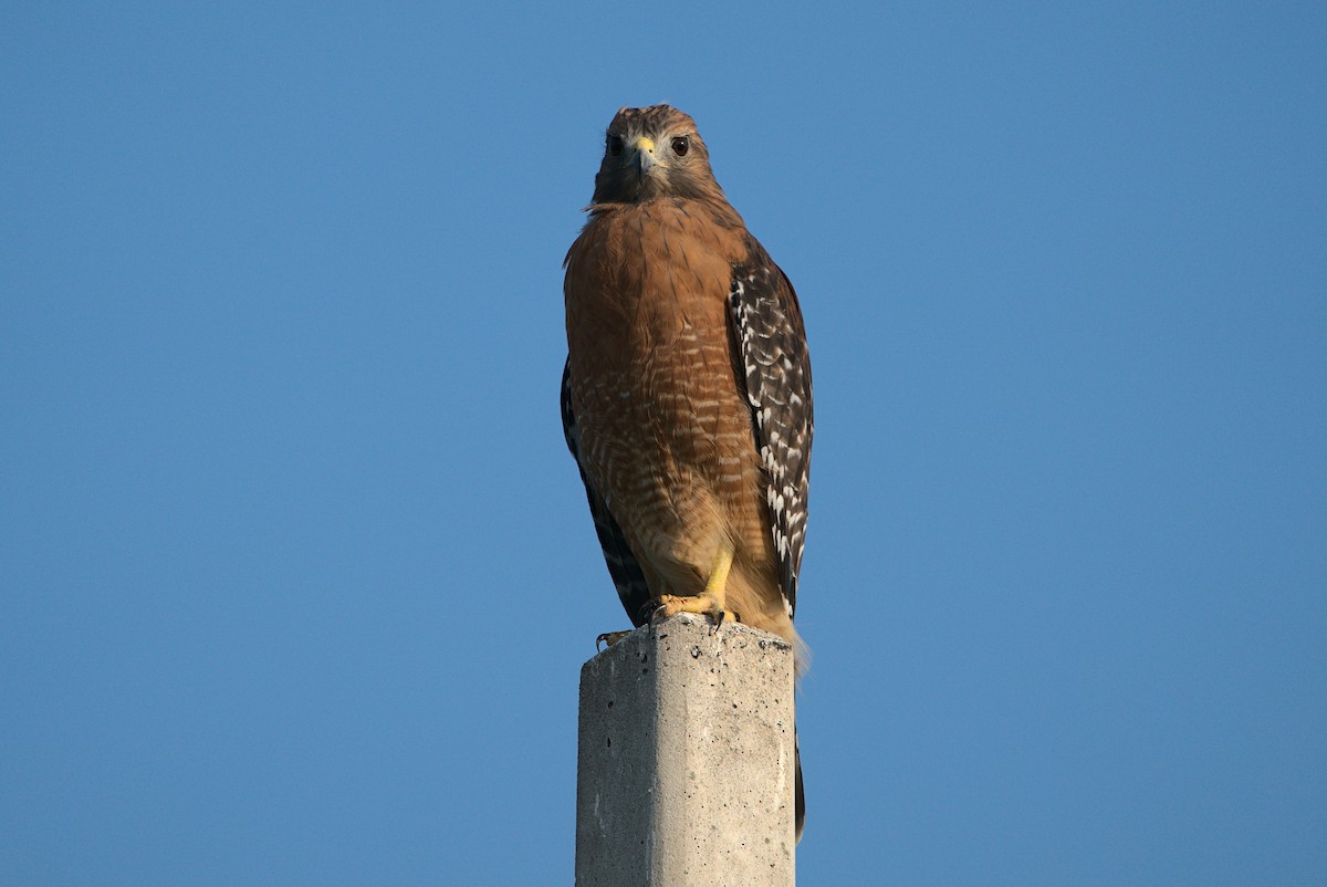 Red-shouldered Hawk - Eric Bergman