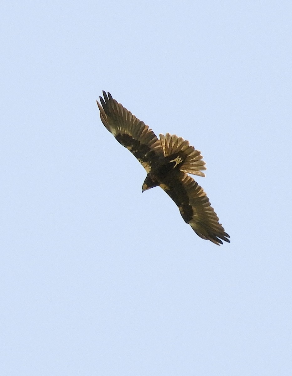 Western Marsh Harrier - Georgina Cole