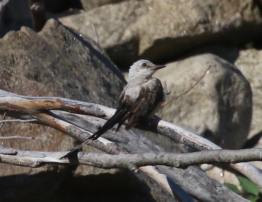 Scissor-tailed Flycatcher - ML264513271