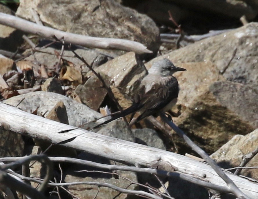 Scissor-tailed Flycatcher - ML264513281