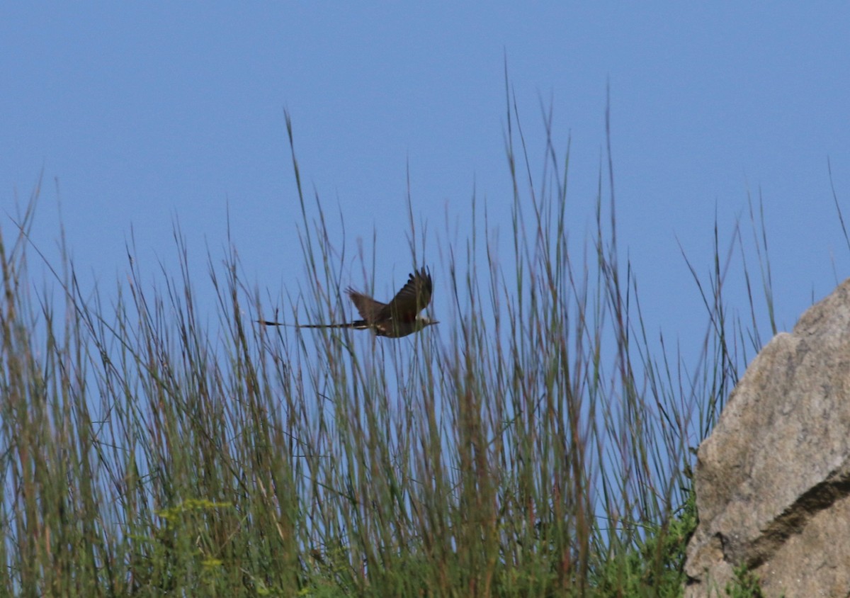 Scissor-tailed Flycatcher - ML264513291