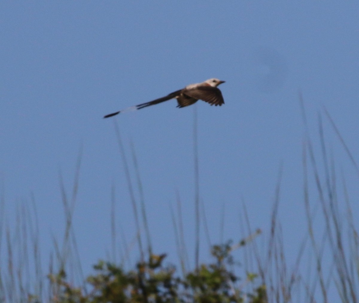 Scissor-tailed Flycatcher - ML264513301