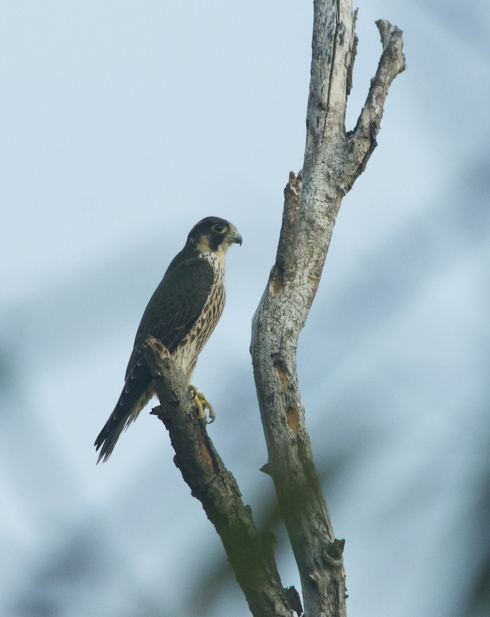 Peregrine Falcon - Lorenzo Cocco