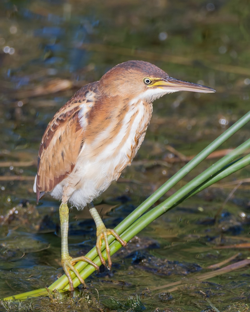 Least Bittern - ML264516331