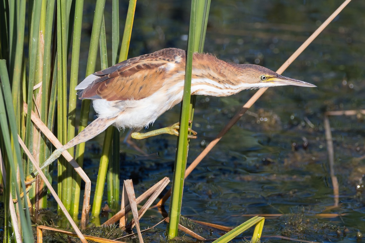 Least Bittern - ML264516381