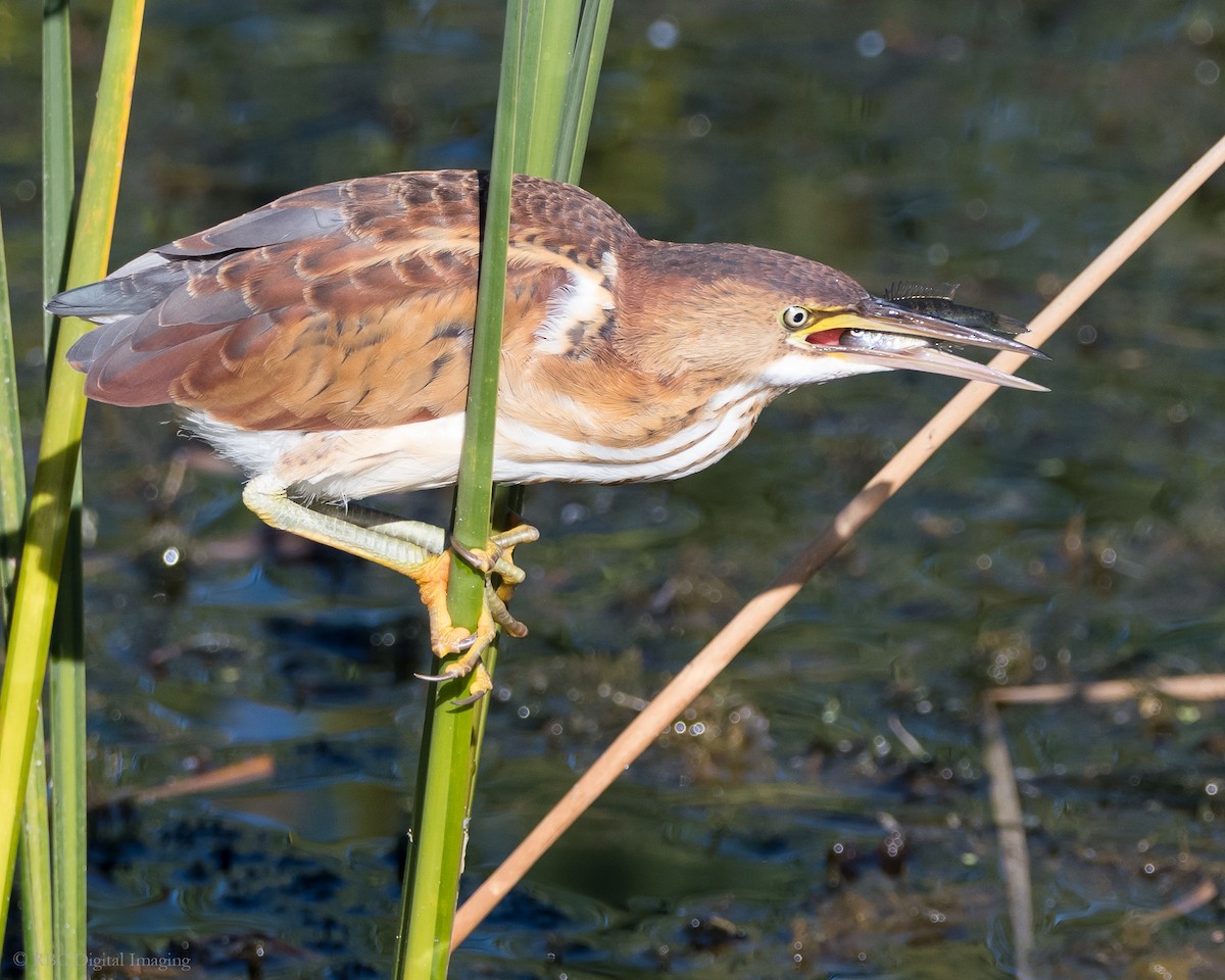 Least Bittern - ML264516441