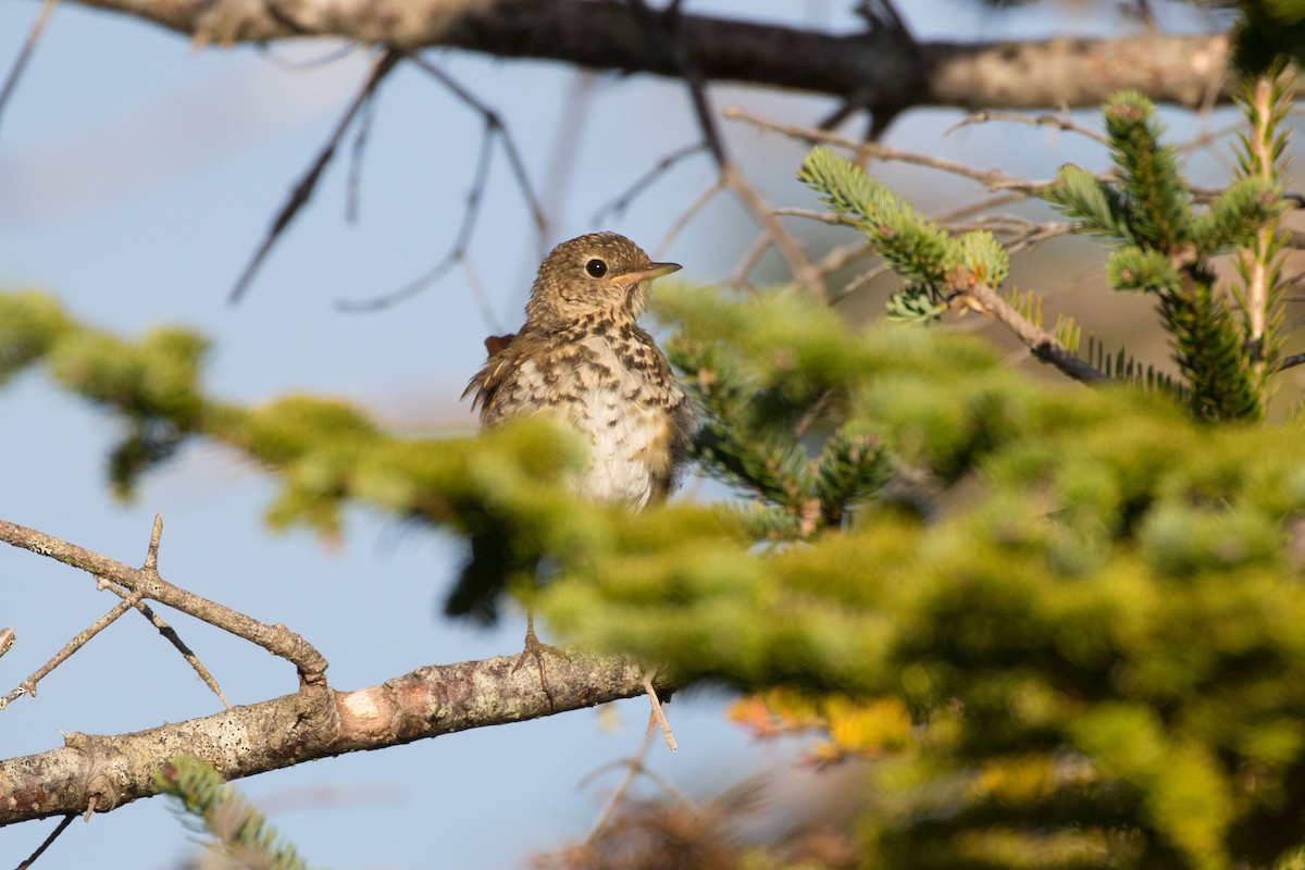 Hermit Thrush - ML264518881