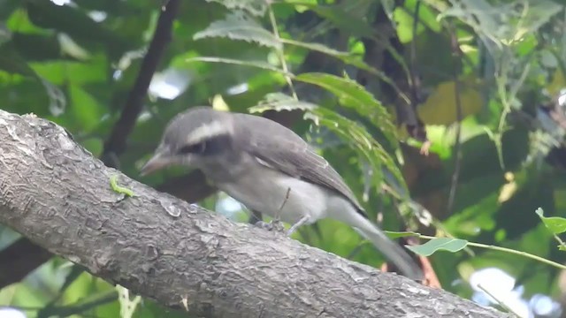 Common Woodshrike - ML264520581