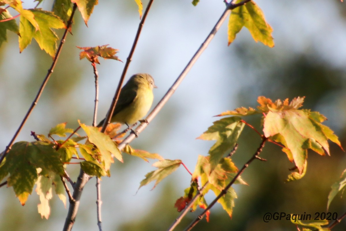 Philadelphia Vireo - ML264520701