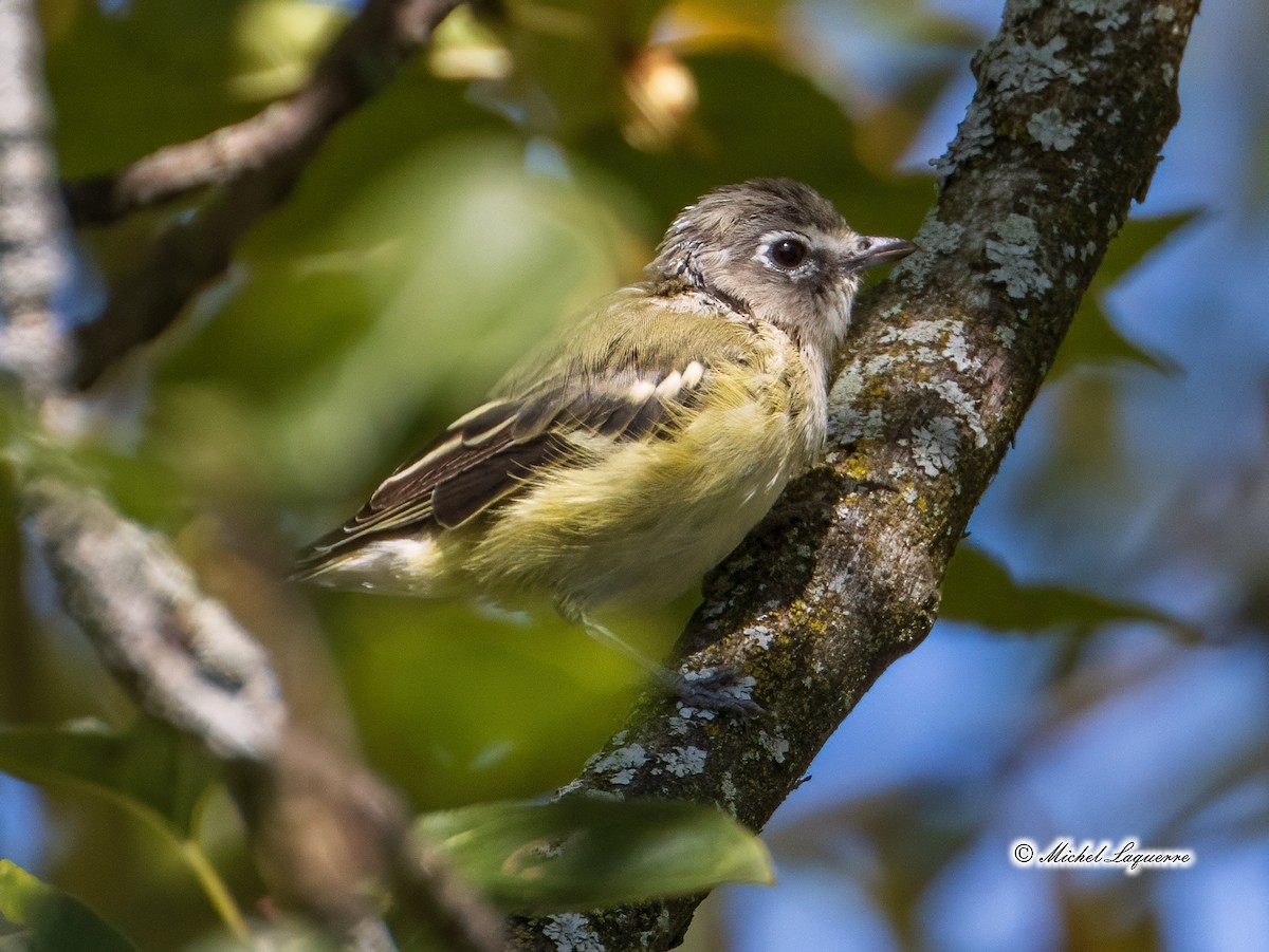 Blue-headed Vireo - Michel Laquerre
