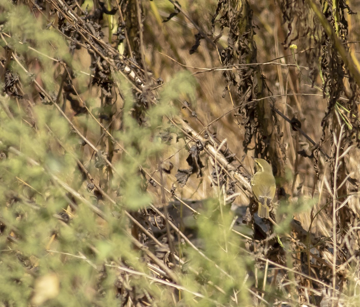 Arctic/Kamchatka Leaf Warbler - ML264523621