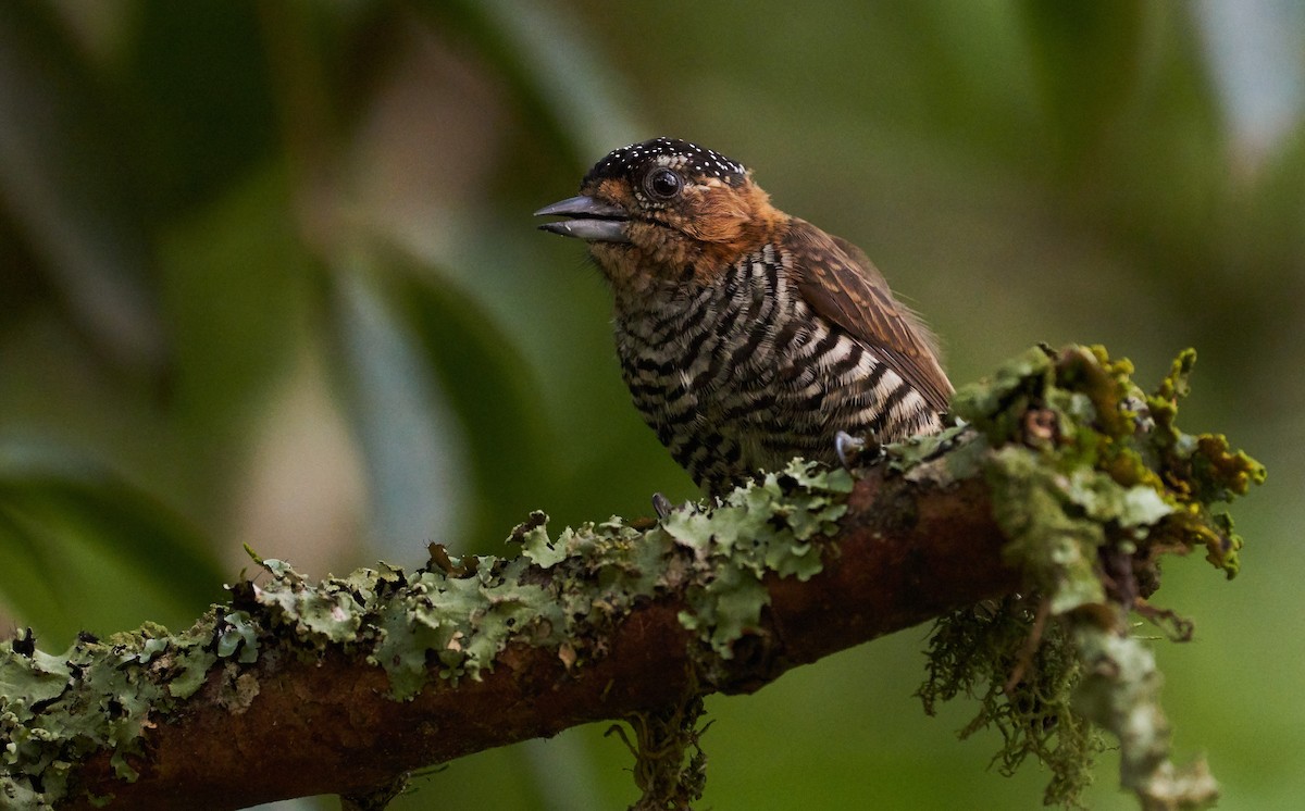 Ochre-collared Piculet - ML264524341