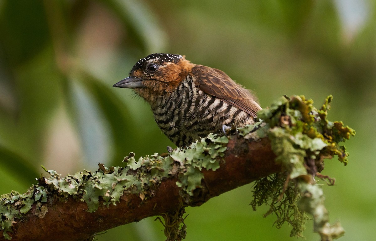 Ochre-collared Piculet - ML264524351