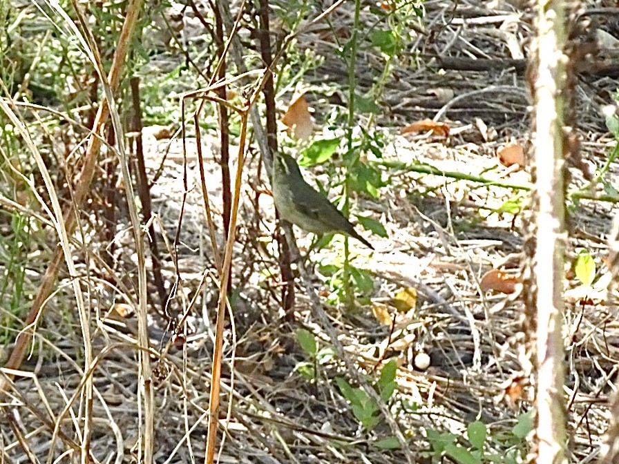 Arctic/Kamchatka Leaf Warbler - ML264524751