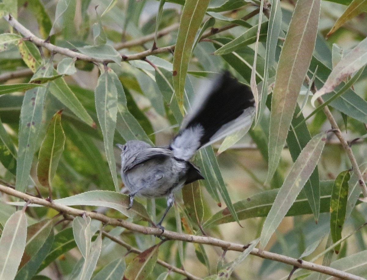 Blue-gray Gnatcatcher - ML264525531