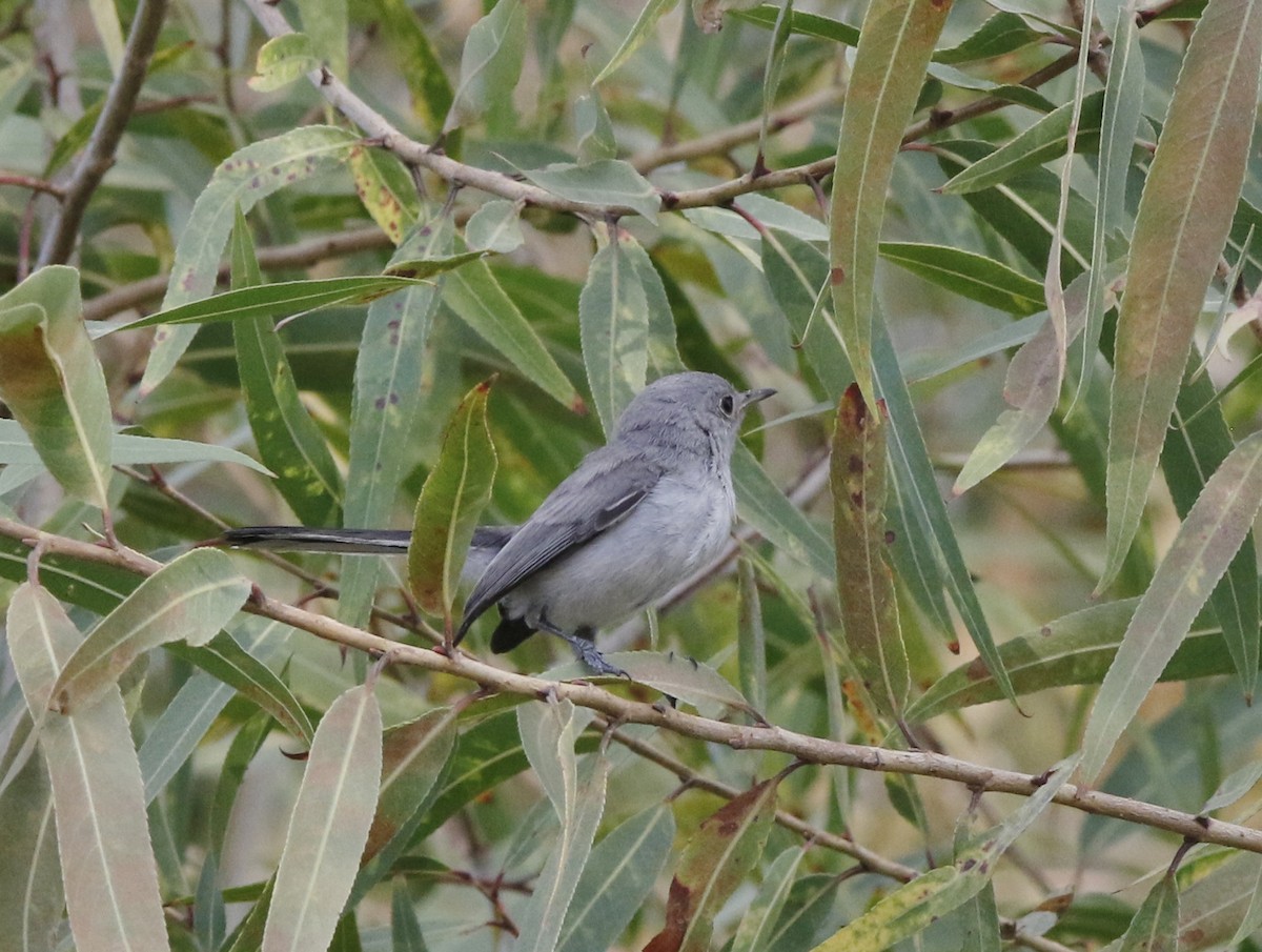 Gobemoucheron gris-bleu - ML264525551