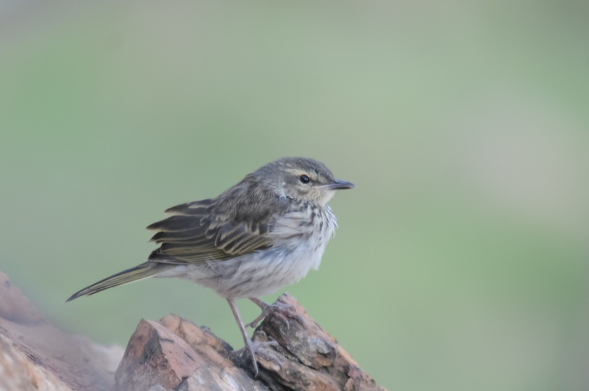 Striped Pipit - ML264526371