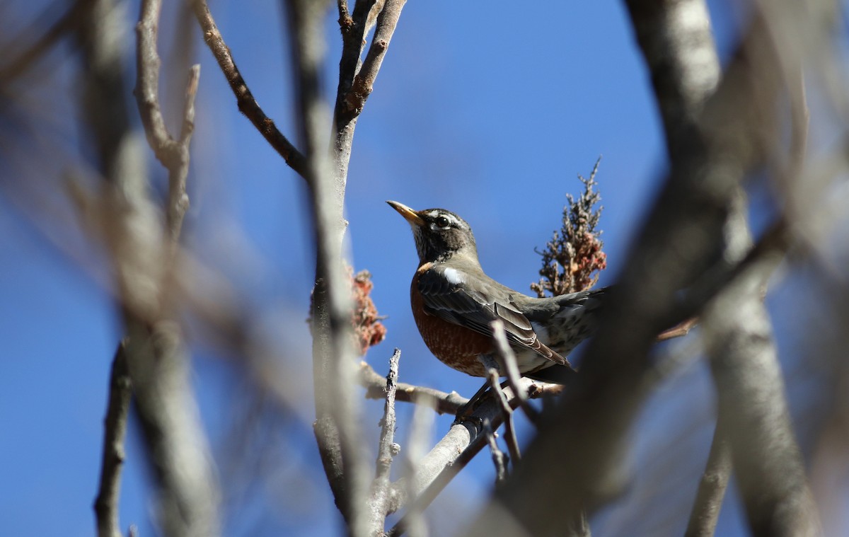 American Robin - ML26452771