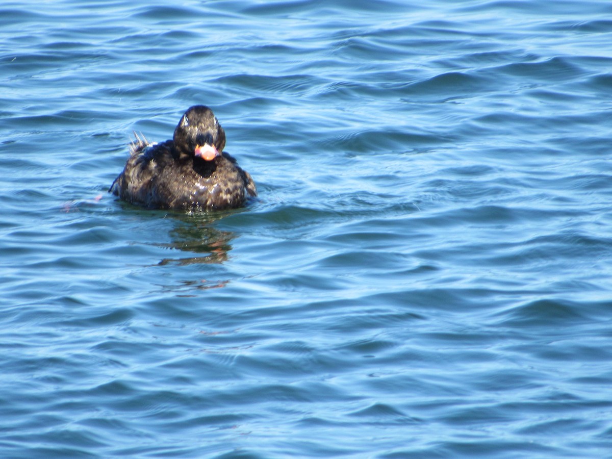 White-winged Scoter - Rich Burman