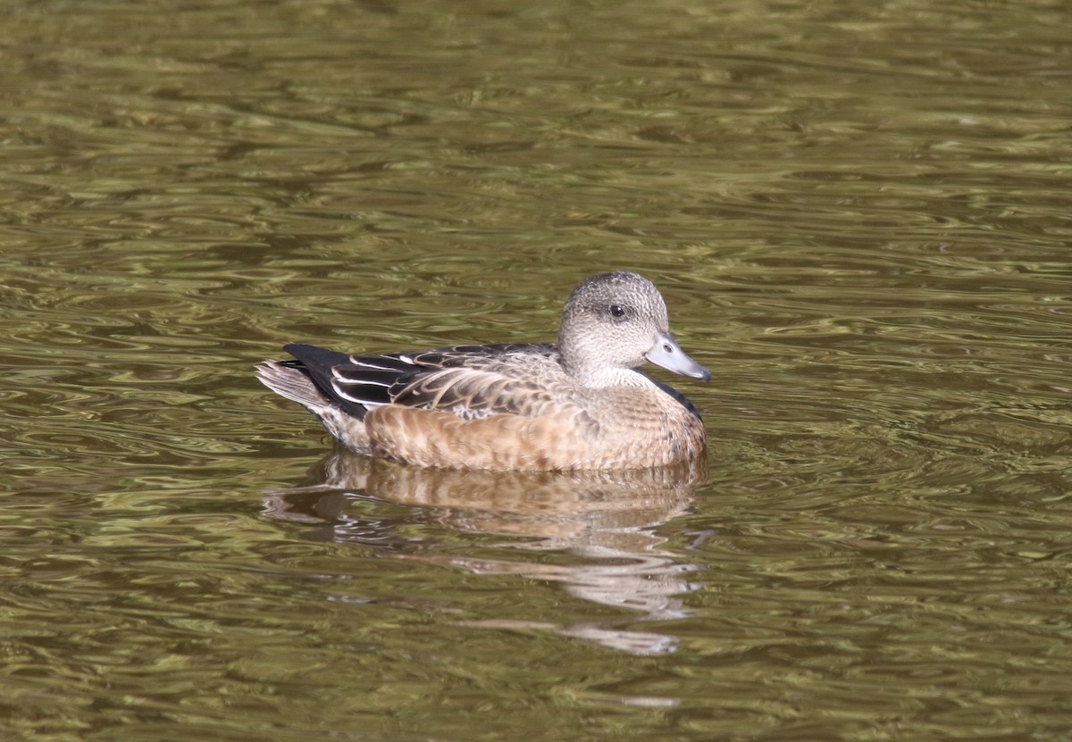 American Wigeon - ML264528931