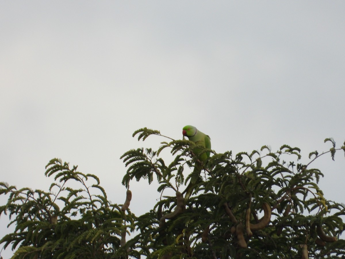 Rose-ringed Parakeet - Madhu Chandran