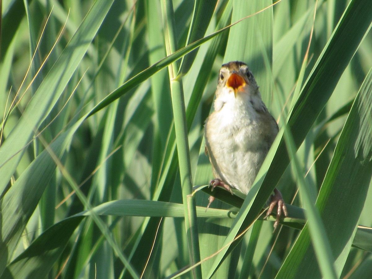 Marsh Wren - ML264529651