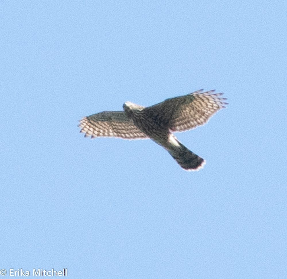 American Goshawk - ML264536451