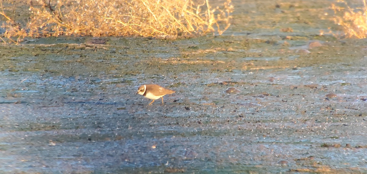 Semipalmated Plover - ML264537451