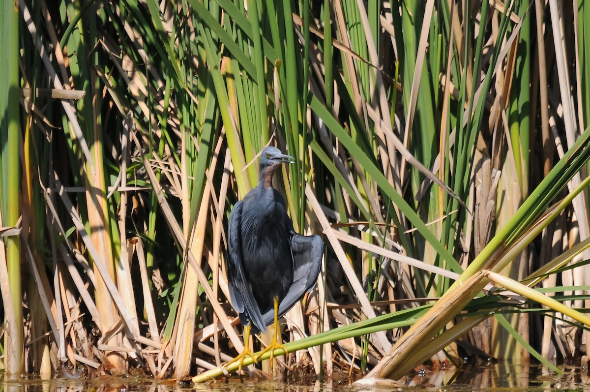 Slaty Egret - Augusto Faustino